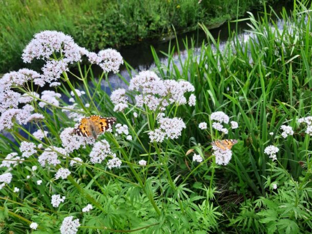 Werken aan biodiversiteit