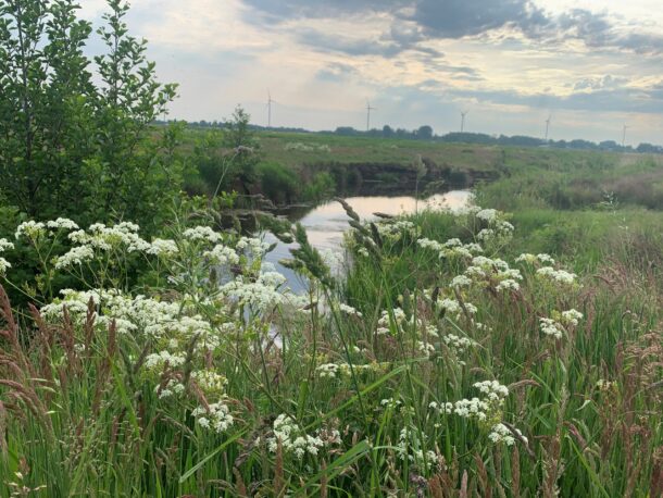 Biodiversiteit